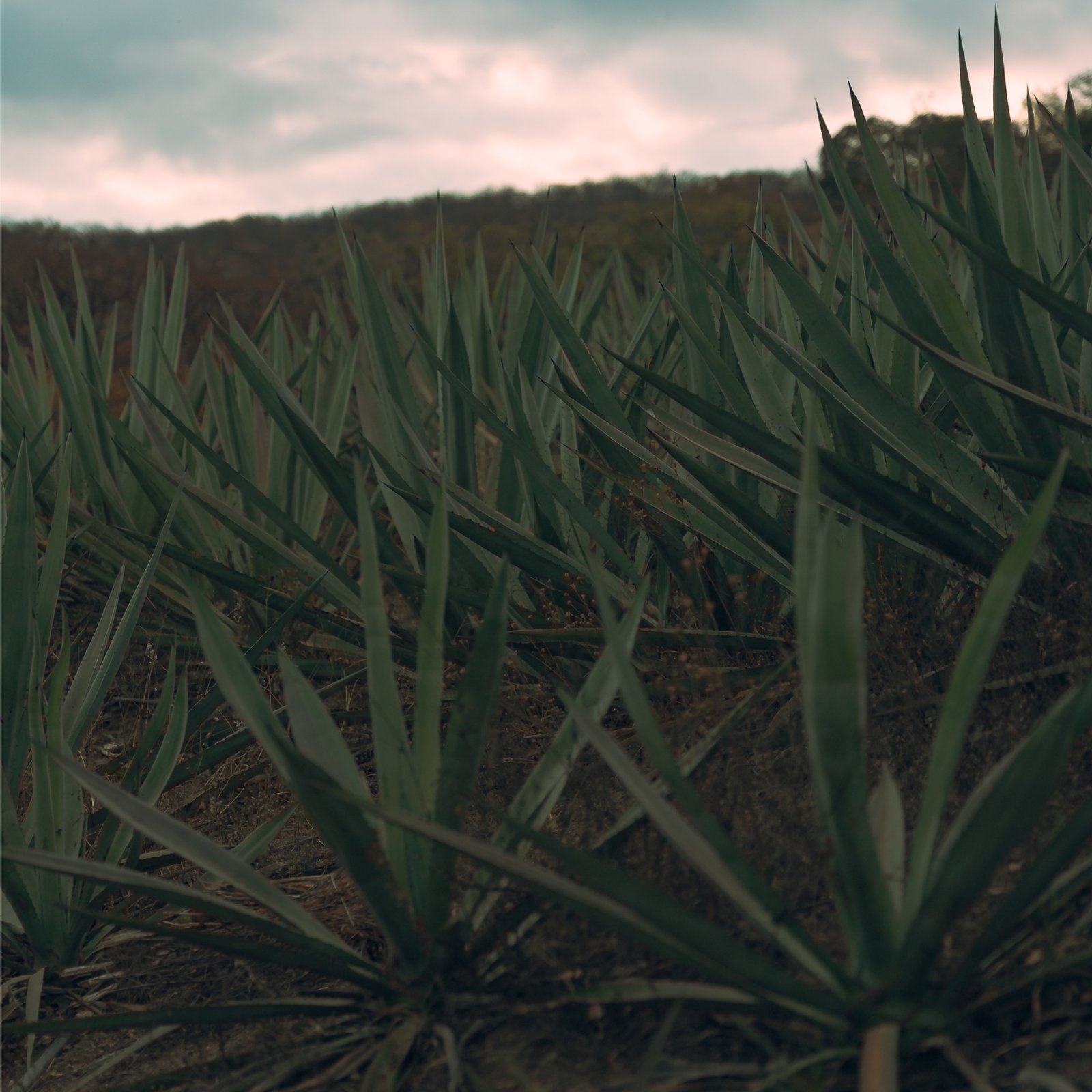 Oaxacan Agave